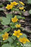 Dotterbloem (Caltha palustris)