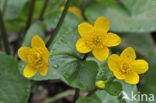 Dotterbloem (Caltha palustris)