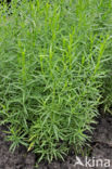 Tarragon (Artemisia dracunculus)