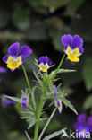 Wild Pansy (Viola tricolor)