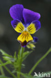 Wild Pansy (Viola tricolor)