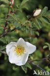 Burnet Rose (Rosa pimpinellifolia)