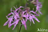 Echte koekoeksbloem (Lychnis flos-cuculi)