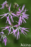 Echte koekoeksbloem (Lychnis flos-cuculi)