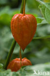 Echte lampionplant (Physalis alkekengi)