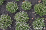 Garden Thyme (Thymus vulgaris)