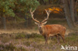 Edelhert (Cervus elaphus)