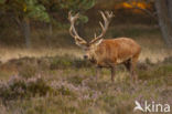 Edelhert (Cervus elaphus)