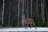 Edelhert (Cervus elaphus)