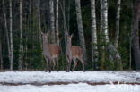 Edelhert (Cervus elaphus)