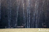 Red Deer (Cervus elaphus)