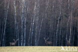 Red Deer (Cervus elaphus)