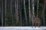 Red Deer (Cervus elaphus)