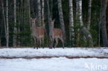 Edelhert (Cervus elaphus)