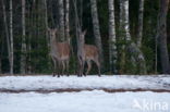 Red Deer (Cervus elaphus)