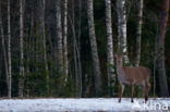 Red Deer (Cervus elaphus)