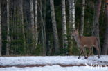 Red Deer (Cervus elaphus)