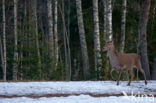 Red Deer (Cervus elaphus)