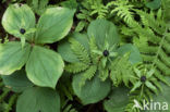 Herb-Paris