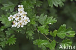 Eenstijlige meidoorn (Crataegus monogyna)