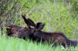 Elk (Alces alces)