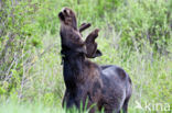 Elk (Alces alces)