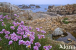 Engels gras (Armeria maritima)