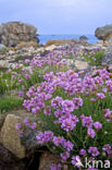 Engels gras (Armeria maritima)