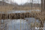 Europese bever (Castor fiber)