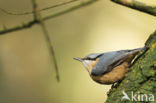 Eurasian Nuthatch (Sitta europaea)