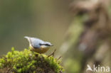 Europese Boomklever (Sitta europaea)