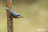 Eurasian Nuthatch (Sitta europaea)