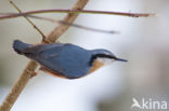 Europese Boomklever (Sitta europaea)