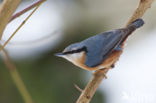 Eurasian Nuthatch (Sitta europaea)