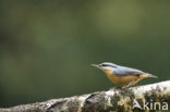 Eurasian Nuthatch (Sitta europaea)