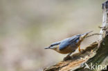 Eurasian Nuthatch (Sitta europaea)