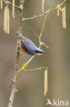 Eurasian Nuthatch (Sitta europaea)