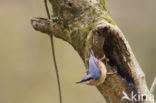 Eurasian Nuthatch (Sitta europaea)