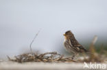 Twite (Carduelis flavirostris)