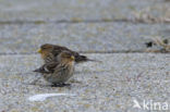Twite (Carduelis flavirostris)