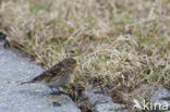 Twite (Carduelis flavirostris)