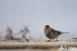 Frater (Carduelis flavirostris)