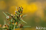 Common Gorse (Ulex europaeus)