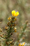 Common Gorse (Ulex europaeus)