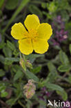 Geel zonneroosje (Helianthemum nummularium)