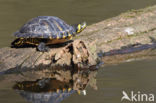 Geelbuikschildpad (Trachemys scripta scripta)