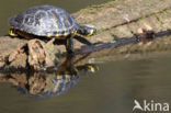 Geelbuikschildpad (Trachemys scripta scripta)