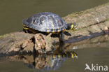 Geelbuikschildpad (Trachemys scripta scripta)