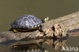 Geelbuikschildpad (Trachemys scripta scripta)