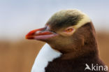 Yellow-eyed Penguin (Megadyptes antipodes)